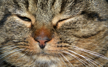 Картинка животные коты кот серый прищур