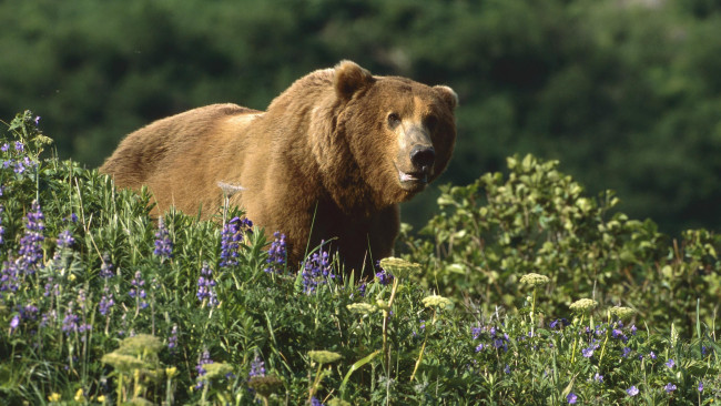 Обои картинки фото животные, медведи, медведь, бурый, трава