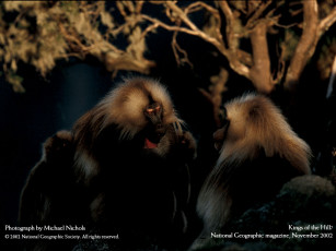 Картинка животные обезьяны