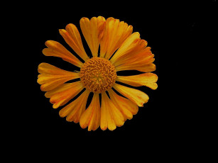 Картинка цветы гайлардии гелениумы