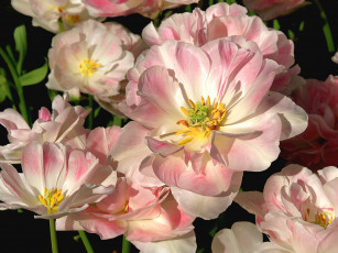Картинка цветы тюльпаны лепестки много