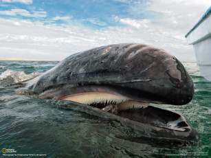 Картинка животные киты кашалоты серый кит