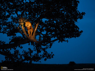 Картинка животные львы дерево