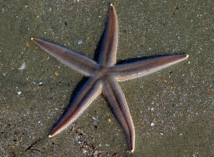 Картинка животные морские звёзды песок