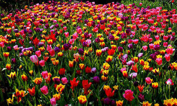 Картинка цветы тюльпаны много пестрый разноцветный