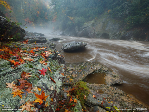 Обои картинки фото природа, реки, озера, камни, река, лес, листья, осень