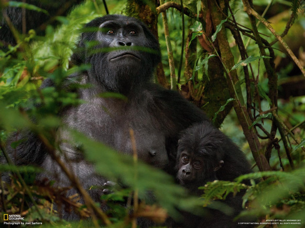 Обои картинки фото животные, обезьяны, горилла, детёныш
