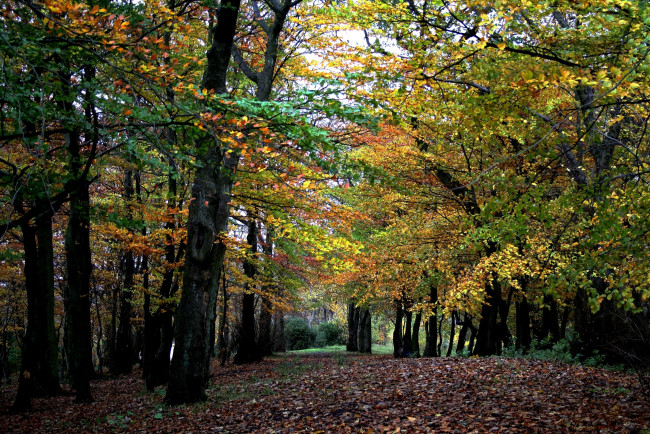 Обои картинки фото природа, лес, желтый, осень, деревья