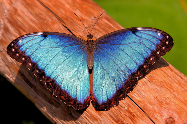 Обои картинки фото животные, бабочки, голубой, крылья