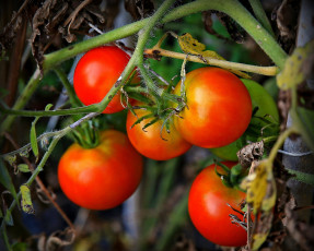 Картинка природа плоды помидоры ветки куст томаты