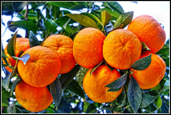 Картинка природа плоды дерево листья мандарины