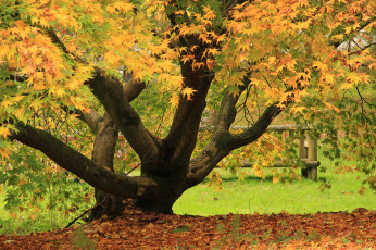 Картинка природа деревья листья осень