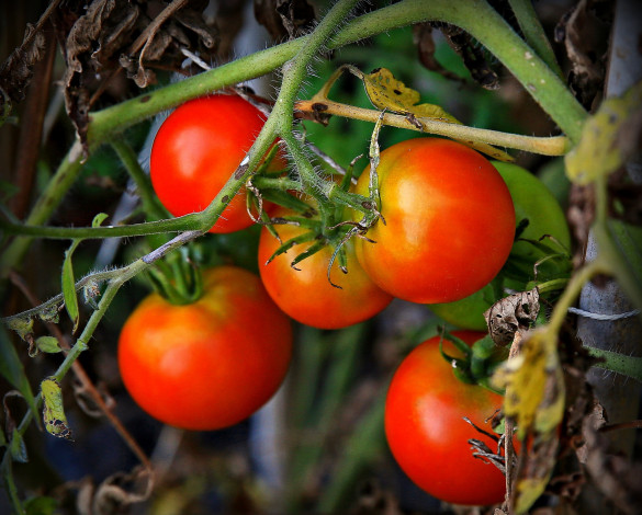 Обои картинки фото природа, плоды, помидоры, ветки, куст, томаты