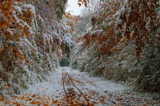 Обои картинки фото природа, дороги, октябрь, осень, листья, деревья, дорога, снег