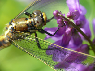 Картинка животные стрекозы макро травинка цветы насекомое утро фон стрекоза