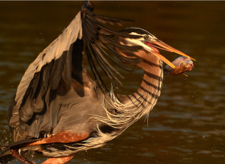 Картинка животные цапли +выпи добыча крылья вода брызги рыба цапля