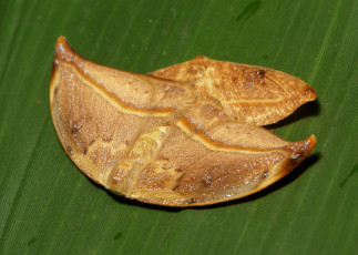 Картинка животные бабочки itchydogimages макро моли пара лист