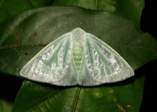 Картинка животные бабочки макро itchydogimages бабочка моль листья