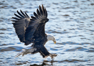 Картинка животные птицы+-+хищники орлан хищник крылья полет рыбалка атака вода волны