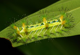Картинка животные гусеницы гусеница itchydogimages макро лист