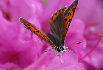 Картинка животные бабочки цветы усики крылья бабочка макро