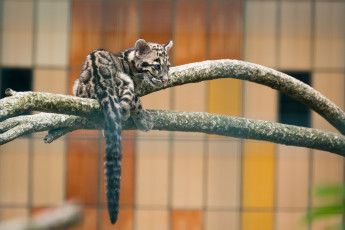Картинка дымчатый+леопард животные леопарды кошка детеныш ветка зоопарк