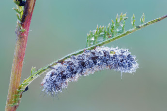 Картинка животные гусеницы капли роса гусеница насекомое травинка утро фон макро