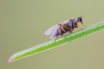 Картинка животные насекомые жук травинка макро насекомое фон