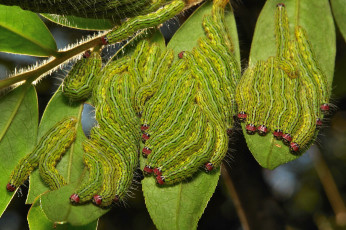 Картинка животные гусеницы веточка макро листья много itchydogimages