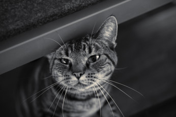 Картинка животные коты морда взгляд усы кошка полосатый кот черно-белое