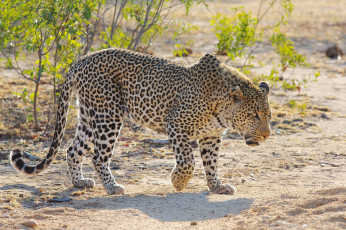 Картинка животные леопарды кошка пятна песок мощь красавец