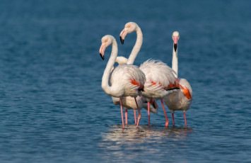 обоя животные, фламинго, вода, птицы, компания