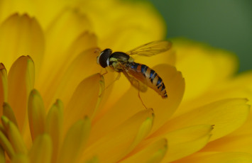 Картинка животные насекомые насекомое макро жёлтый лепестки цветок фон муха