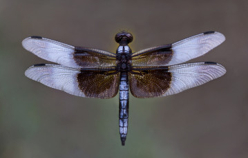 Картинка животные стрекозы макро фон насекомое крылья стрекоза