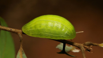 Картинка животные гусеницы насекомое лист макро необычная гусеница itchydogimages