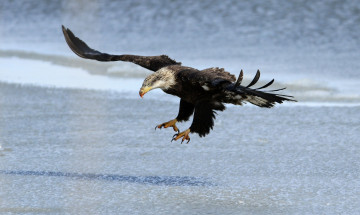 Картинка животные птицы+-+хищники орлан хищник крылья полет берег