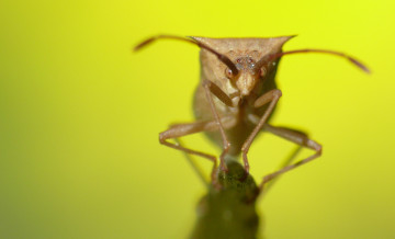 Картинка животные насекомые насекомое клоп макро усики жук травинка утро фон