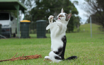 Картинка животные коты котёнок перо игра лужайка трава газон