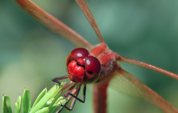 Картинка животные стрекозы крылья фон насекомое стрекоза макро