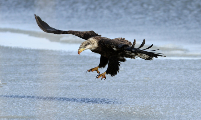 Обои картинки фото животные, птицы - хищники, орлан, хищник, крылья, полет, берег