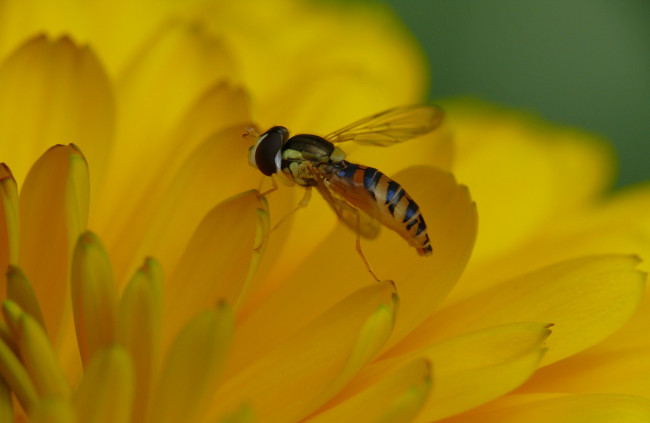 Обои картинки фото животные, насекомые, насекомое, макро, жёлтый, лепестки, цветок, фон, муха