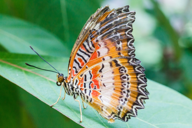 Обои картинки фото животные, бабочки, усики, фон, крылья, бабочка, насекомое, лист, макро