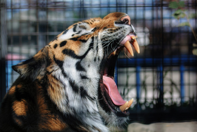 Обои картинки фото животные, тигры, кошка, морда, зевает, пасть, клыки, язык, мех, зоопарк