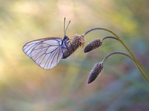 Картинка животные бабочки +мотыльки +моли бабочка макро