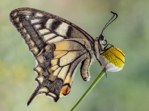 Картинка животные бабочки +мотыльки +моли макро бабочка