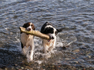 Картинка животные собаки водоем