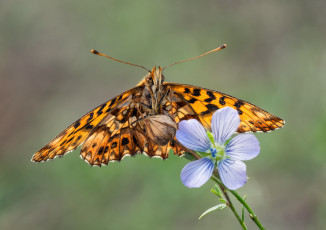 Картинка животные бабочки +мотыльки +моли бабочка макро
