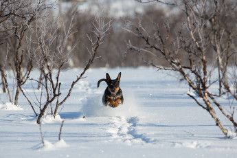 Картинка животные собаки зима