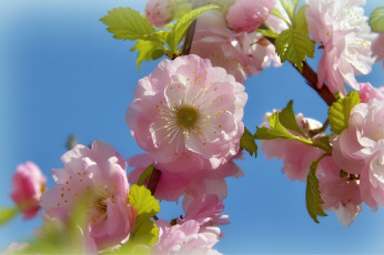 обоя цветы, цветущие деревья ,  кустарники, весна, май, цветение, миндаль, природа, праздник, красота