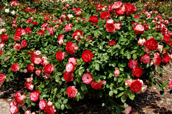 Картинка цветы розы красная бутоны куст цветение лето